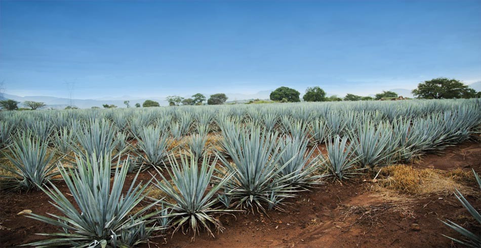 Agave shows potential as biofuel feedstock