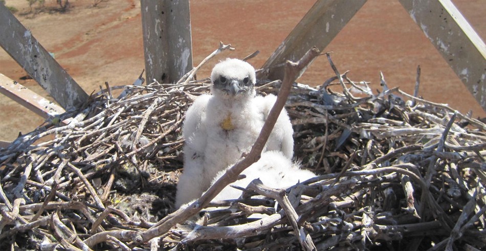 The hawk chicks in their nest. Image: supplied.