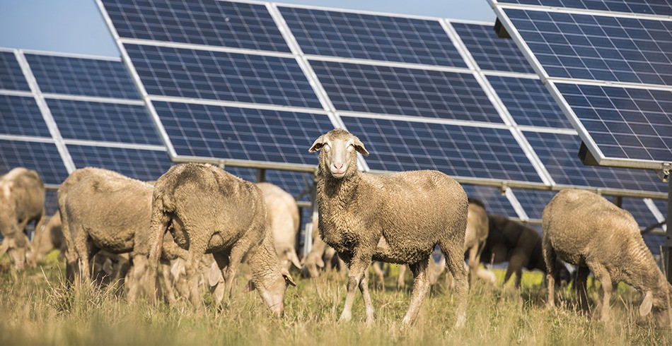 Sheep graze in front of solar panels (new zealand)