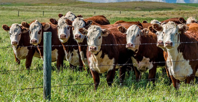Group of brown and white Hereford cows in a lush green paddock behind a wire fence (methane)