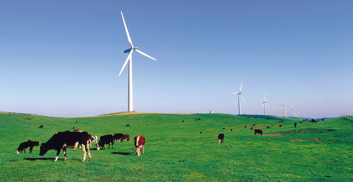 Cows graze on green grass below giant wind turbines (bupa)