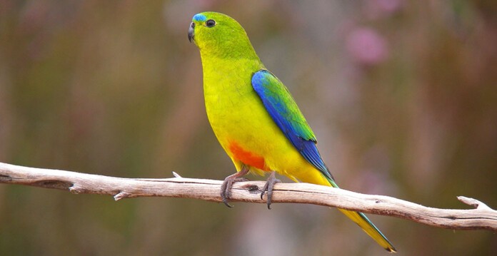 Close-up of the critically endangered orange-bellied parrot sitting on a branch